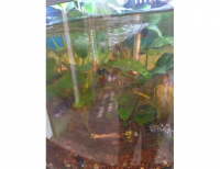 Grajewo ogłoszenia: Oddam rybki molinezje małe i większe.