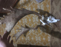 Grajewo ogłoszenia: Witam. Sprzedam poroże Daniela z deską lub oddzielnie widoczne na...