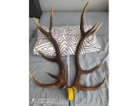 Grajewo ogłoszenia: Sprzedam waga całkowita wszystkich 6 ,84 kg cena do uzgodnienia...