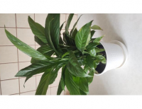 Grajewo ogłoszenia: Sprzedam skrzydlokwiat