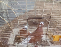 Grajewo ogłoszenia: Sprzedam .para .wajszkopy żółte.