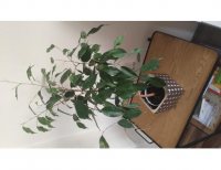 Grajewo ogłoszenia: Sprzedam niedużego Benjamina, roślina młoda, wysokość ok 70...