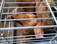 Grajewo ogłoszenia: Mam na sprzedaż kury nioski.