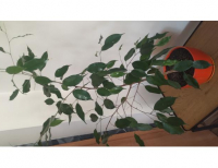 Grajewo ogłoszenia: Sprzedam benjamina widocznego na zdjęciu ,ok 1 m wysokości ,bez...