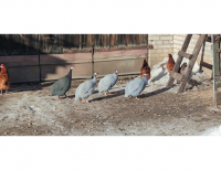 Grajewo ogłoszenia: Sprzedam dwie sztuki z widocznych na zdjęciach. Raczej obie...