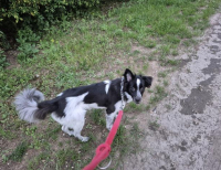 Grajewo ogłoszenia: Z przyczyn nie zależnych ode mnie jestem zmuszona oddać 1,5...