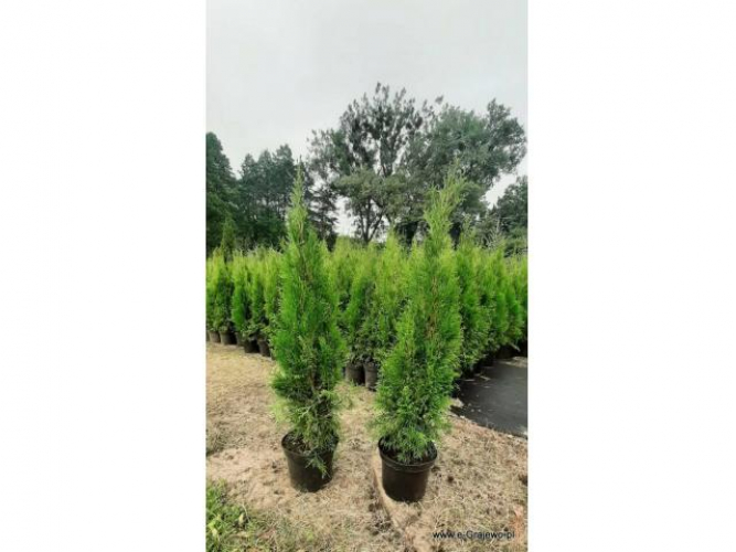 Grajewo ogłoszenia: Szkółka drzewek i krzewów ozdobnych
Dybła koło Grajewa

Z A...