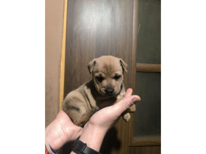 Grajewo ogłoszenia: Oddam pieski w dobre ręce suczki będą do kolanek