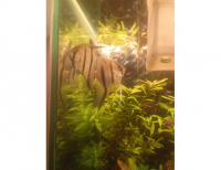 Grajewo ogłoszenia: Zamienię skalary na mniejsze rybki