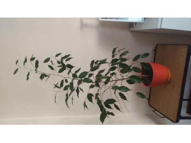 Grajewo ogłoszenia: Sprzedam benjamina ,wysokość ok 1 metra .