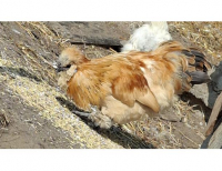 Grajewo ogłoszenia: Sprzedam koguty silki i zwyklego jednego