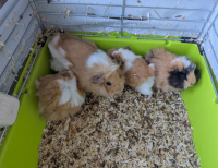 Grajewo ogłoszenia: Oddam za darmo 3 małe świnki morskie, mają po 4 tygodnie.