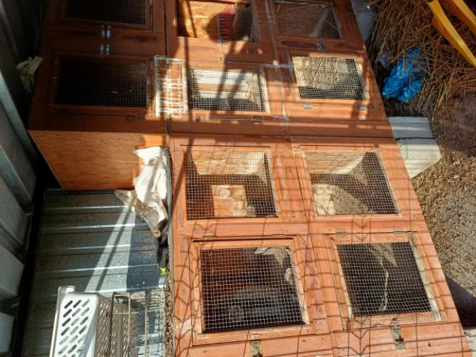 Grajewo ogłoszenia: Sprzedam klatki dla królików .