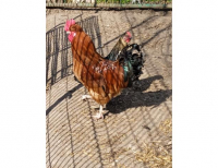 Grajewo ogłoszenia: Sprzedam Koguta.