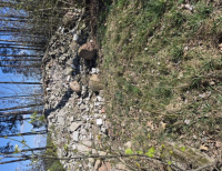 Grajewo ogłoszenia: Oddam gruz i kamien polny na podniesienie lub utwardzenie...