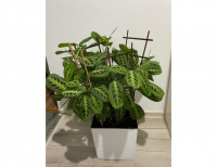 Grajewo ogłoszenia: Sprzedam kwiatek ( Maranta) bardzo ładny. Wysokość z doniczką...