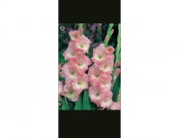 Grajewo ogłoszenia: ---Sprzedam cebulki  kwiatów   mieczyków
w kolorze rose suprem...