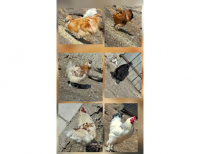 Grajewo ogłoszenia: Oddam za darmo koguty silki