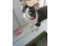 Grajewo ogłoszenia: Oddam kotkę (wysterylizowana) w dobre ręce, powodem jest alergia...