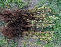 Grajewo ogłoszenia: Sprzedam sadzonki pigwowca nadwyżka z ogrodu cena za sztukę 2.5 zl