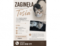 Grajewo ogłoszenia: Zaginęła kotka, jeśli ktoś ją widział proszę o kontakt - 531...
