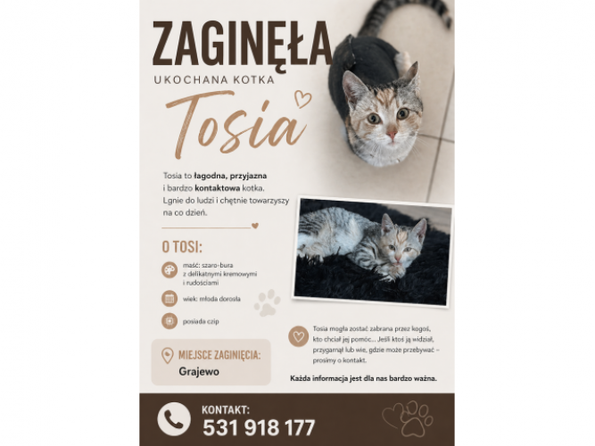 Grajewo ogłoszenia: Zaginęła kotka, jeśli ktoś ją widział proszę o kontakt - 531...