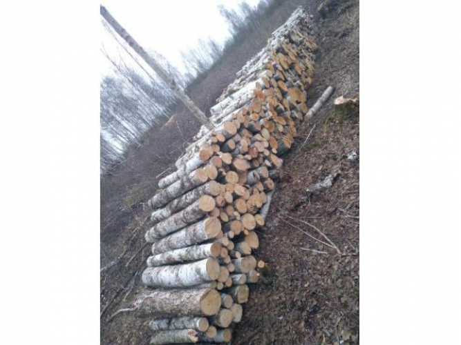 Grajewo ogłoszenia: Sprzedam drzewo - brzozę.