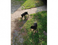 Grajewo ogłoszenia: Oddam 2 pieski - suczki, 9-tygodniowe, rasa terier.
Odpowiadam...