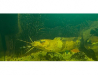 Grajewo ogłoszenia: Sum Clarias 
100 zł za sztukę 
Posiadam 2 sztuki