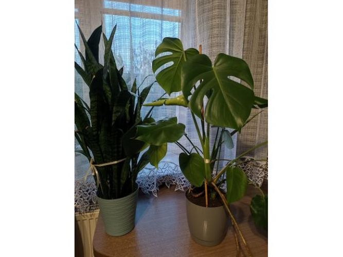 Grajewo ogłoszenia: Sprzedam kwiatki wychowane od maleńkości , Monstera i Sansevieria...