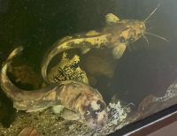 Grajewo ogłoszenia: Sum Clarias
100 zł za sztukę
Posiadam 2 sztuki