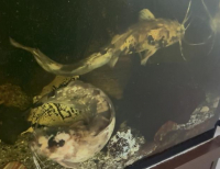 Grajewo ogłoszenia: Sumy Clarias
