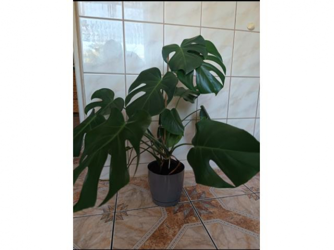 Grajewo ogłoszenia: Sprzedam kwiatki domowe , monsterę ,wys 73 cm.-50 zł.  i anginki...