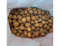 Grajewo ogłoszenia: Sprzedam orzechy włoskie, torba 6.5kg, świeże, prosto z drzewa,...