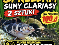 Grajewo ogłoszenia: Sumy clariasy