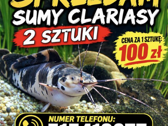 Grajewo ogłoszenia: Sumy clariasy