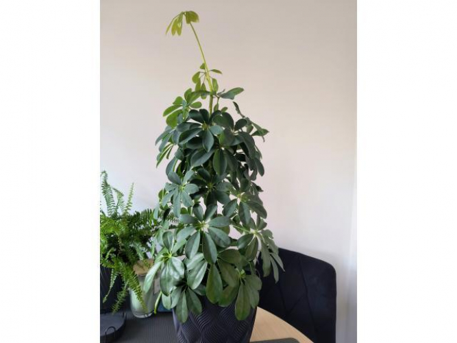 Grajewo ogłoszenia: Sprzedam:
- dużą szeflerę w doniczce; 
cena: 60 zł  
-...