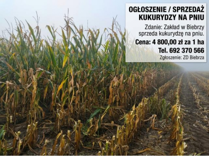Grajewo ogłoszenia: Zakład Doświadczalny w Biebrzy, należący do Instytutu...