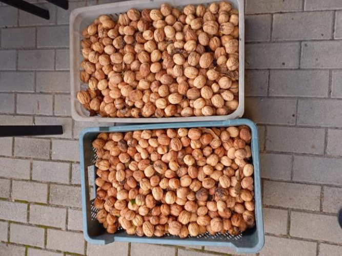 Grajewo ogłoszenia: Sprzedam orzechy włoskie 10 zł/ kg . Polecam !