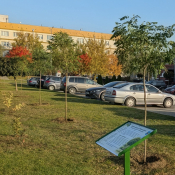 Zdjęcie dnia: Nowe nasadzenia (16 drzew i...
